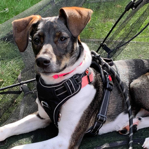 ellie