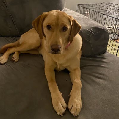 Scout-nick_loeser